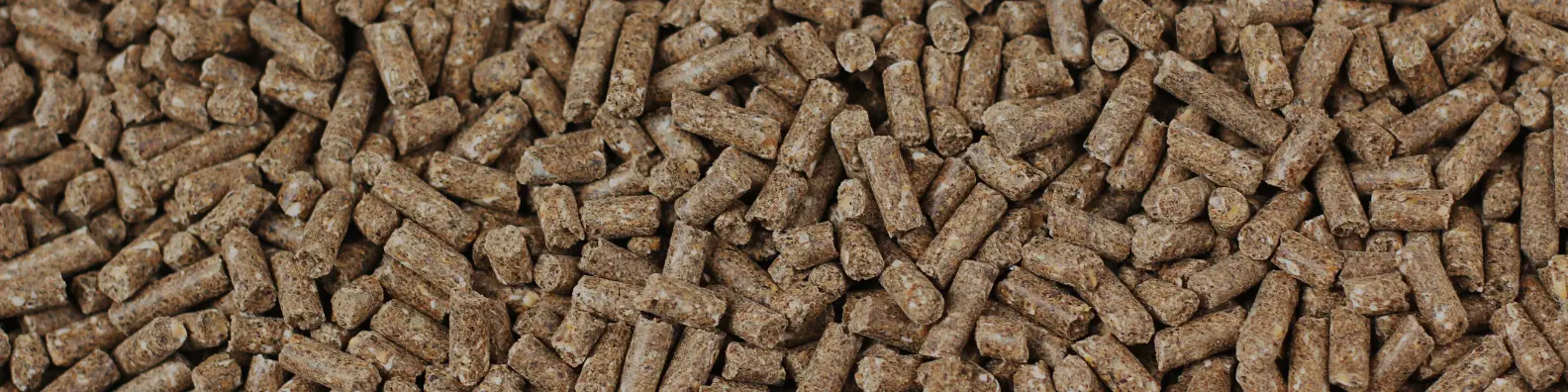 Animal Feed Additive Market Trends: The Innovations Reshaping Animal Nutrition