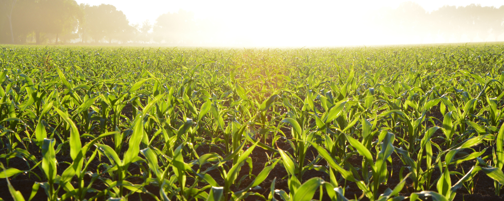 How Fertilizer Shortages Tie Into The Global Food Crisis