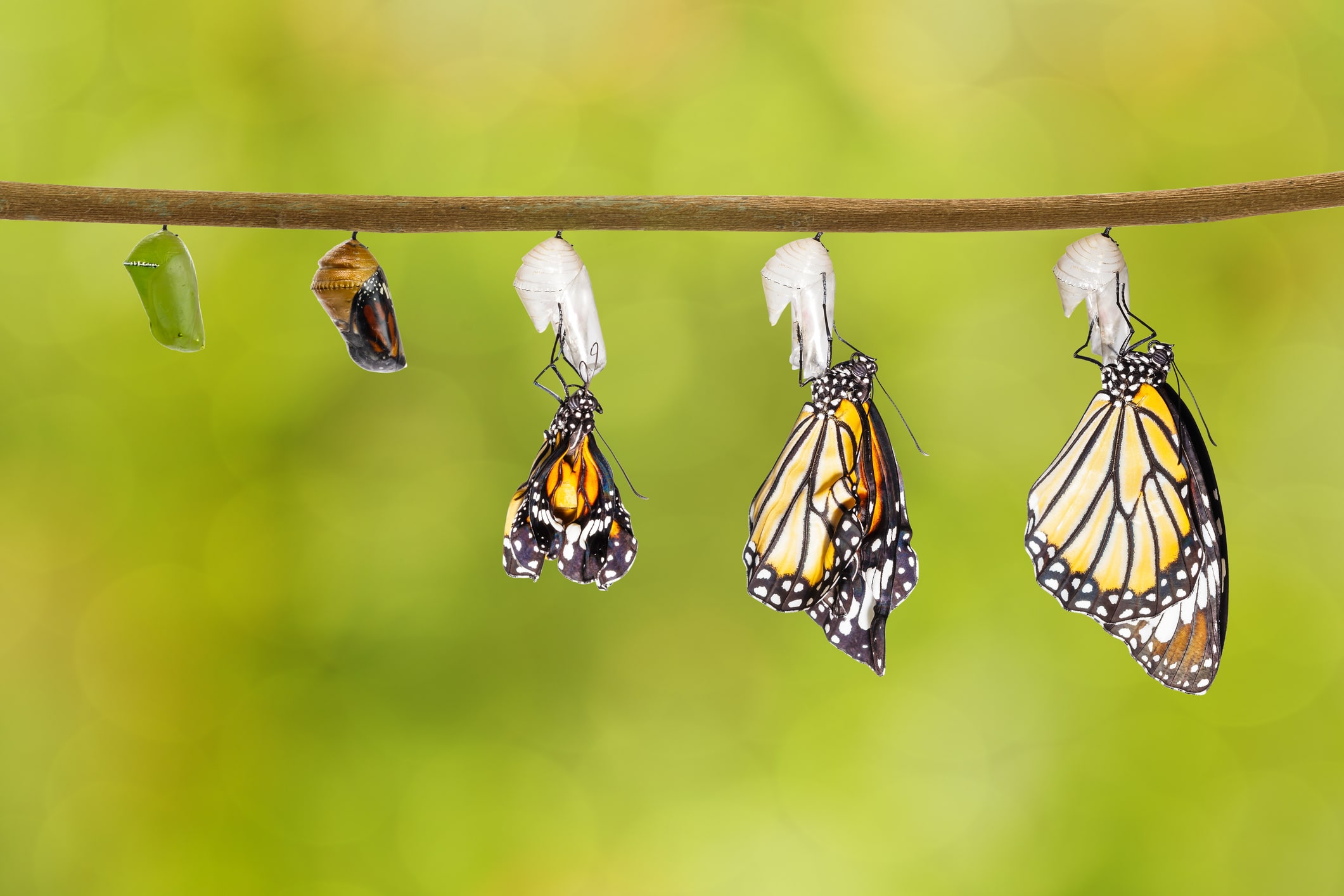 Managing Business Transformation In Times Of Uncertainty