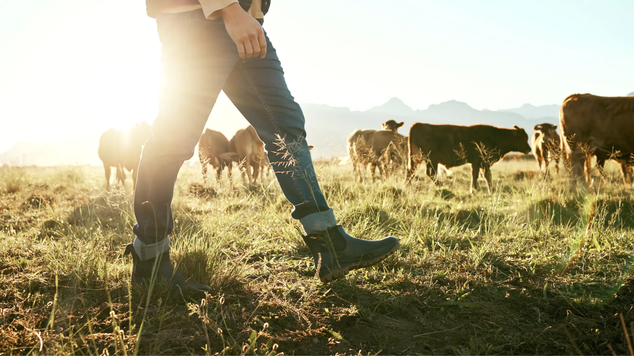animal health