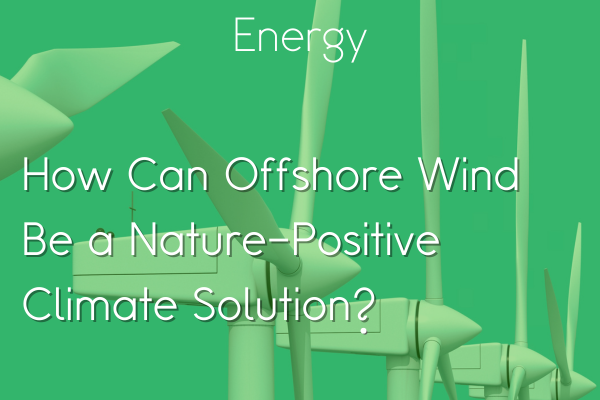 How Can Offshore Wind Be a Nature-Positive Climate Solution?