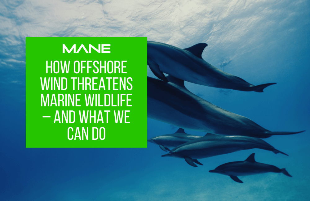 How offshore wind threatens marine wildlife – and what we can do