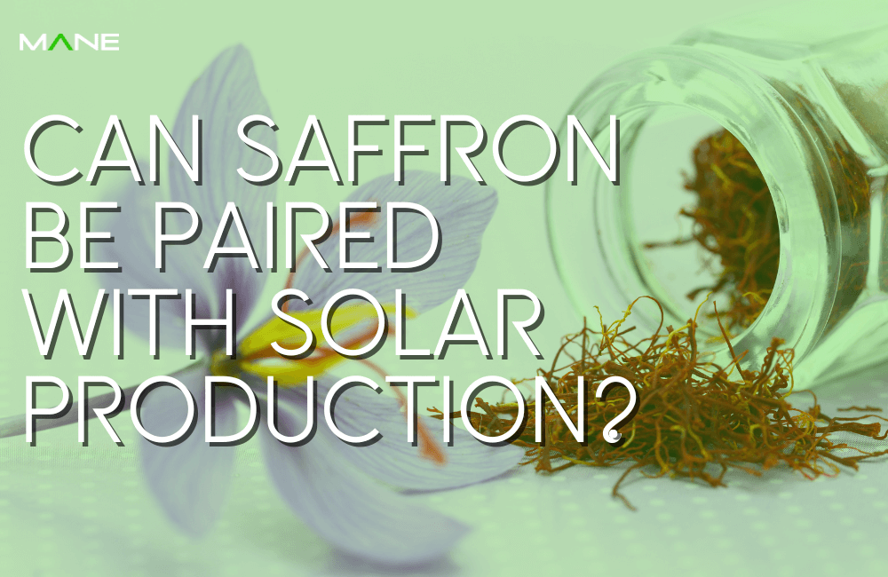 Can Saffron be paired with Solar Production?