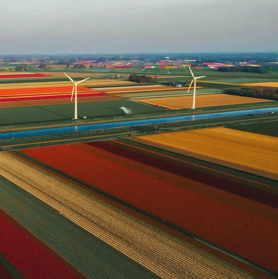 tulips and wind farm