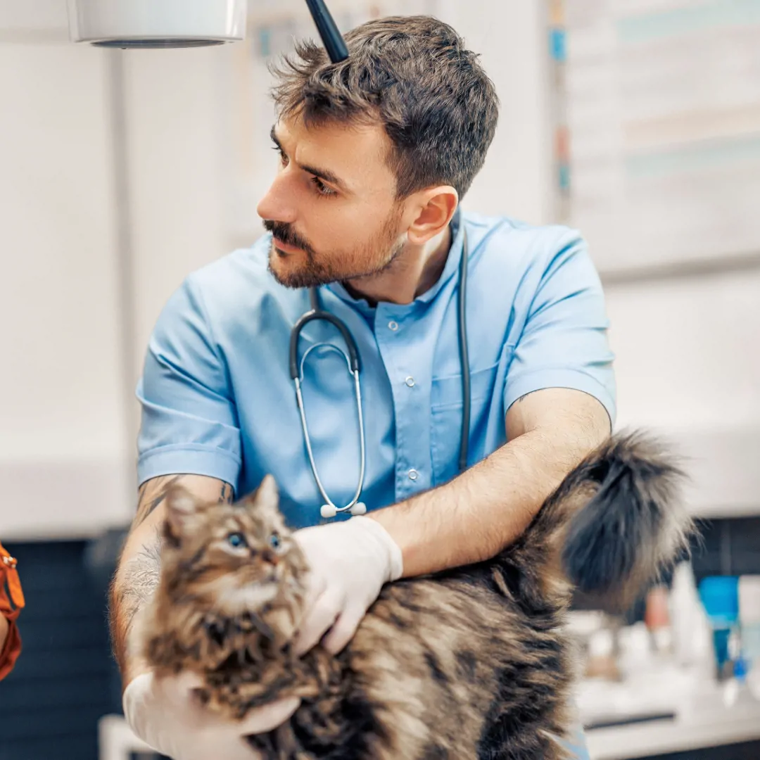 Veterinary Staff Recruitment