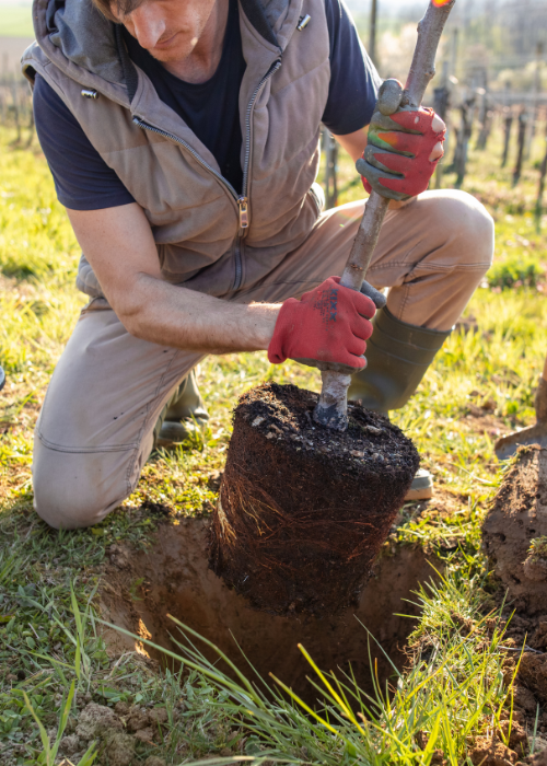 A man planting a tree