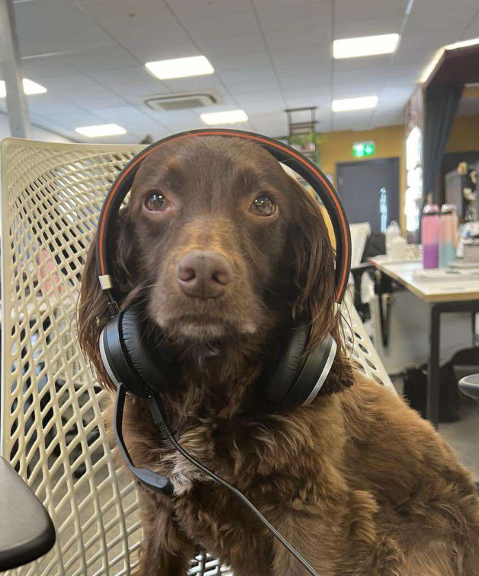 Spencer Clarke Group dog with headphones on