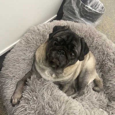 Kevin  Image