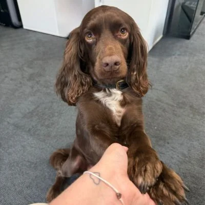 Moose  Profile Picture