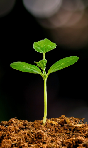 A tree sapling