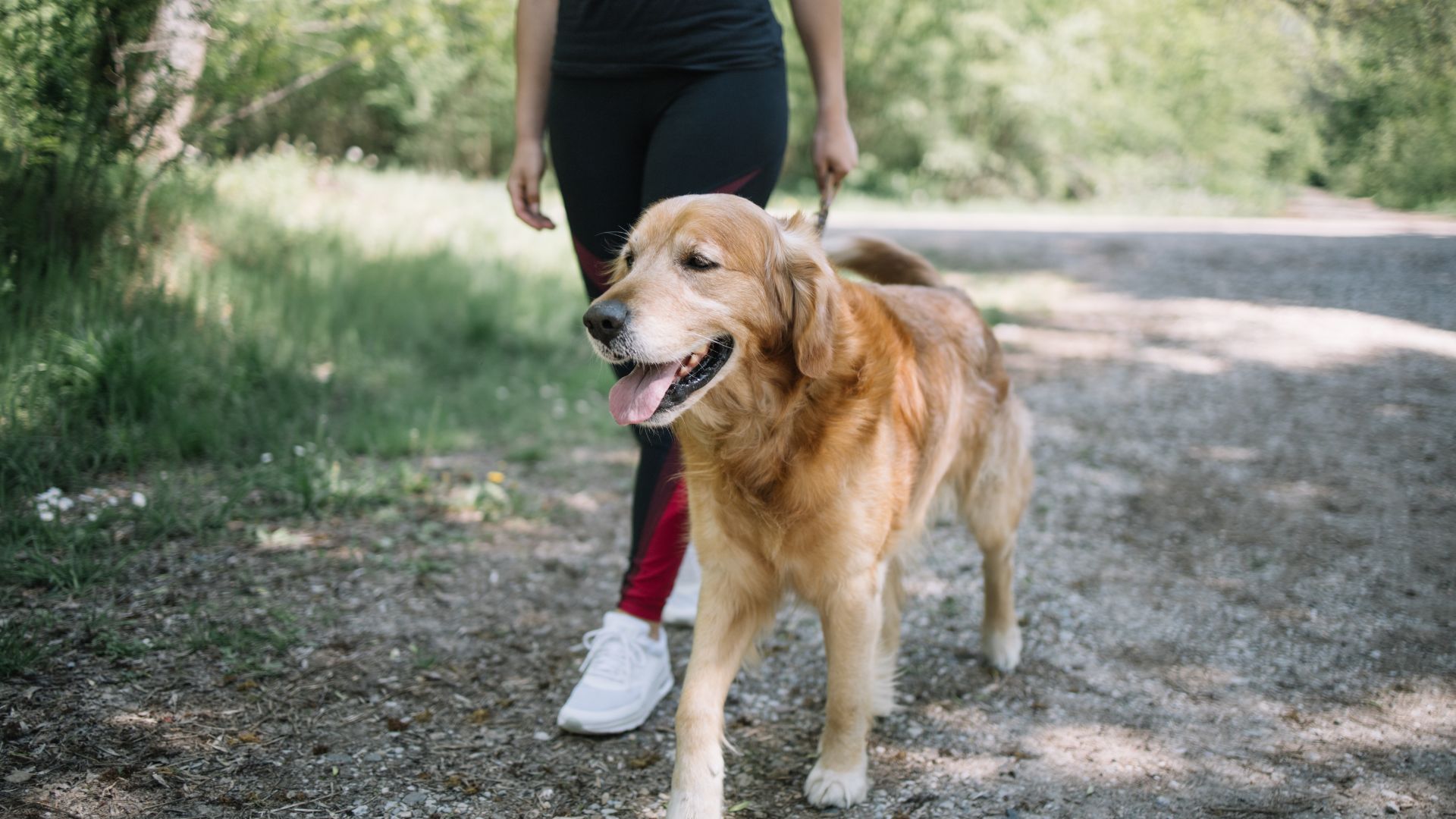 How Walking Your Dog Is Helping Your Career