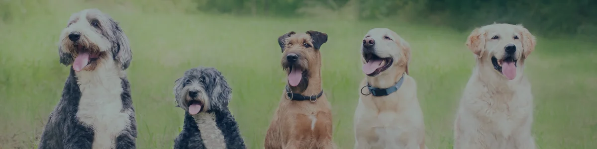 A critical Growth Director appointment for Bella+Duke during PE-backed expansion