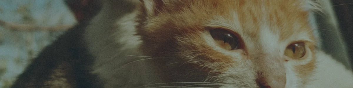 Hiring Republic of Cats’ first in-house Performance Marketing Leader