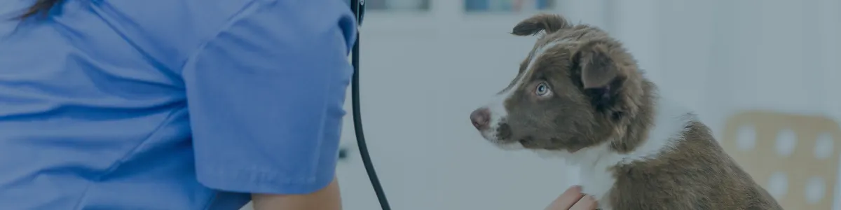 Delivering a pivotal CRM Analytics Manager for Medivet’s marketing transformation
